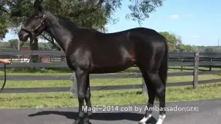 Magi_Mar