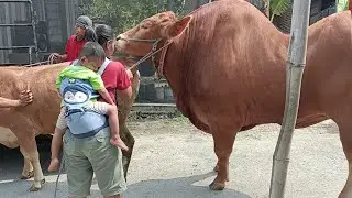 Wariso g4nas kalau x Gadis baru krycie koni zimnokrwistych sokólskish farm world youtube1