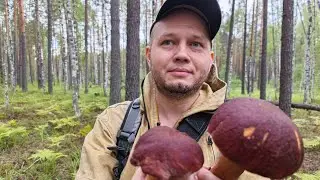 Сбор грибов. Белые, подберёзовики и боровики. 17.08.2024