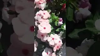 Ростов на Дону. Нежные цветы!