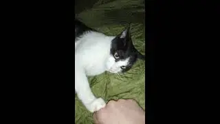 Il gatto Amleto gioca come un cucciolo!
