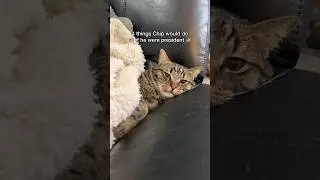 If cats ran for president 👀