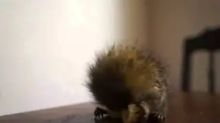 World's smallest monkey enjoys some macaroni.