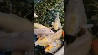 Покорми меня.Feed me. #рыба #карп #fish #feed #carp