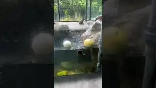 Otters In Langkawi🦦 #short #langkawi #otters #animallover #animals #malaysia #trending #viral