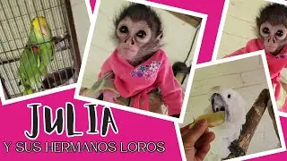 Julia y sus Hermanos Loros