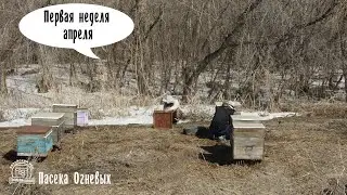Пасека Огневых. (Первая неделя апреля 2022 г).