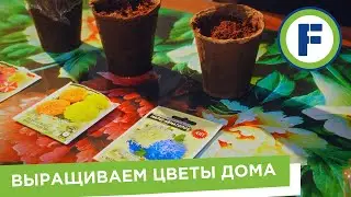 Цветы дома: товары Fix Price для домашних растений