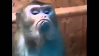 Обезьяна