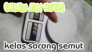Gaharu  Agarwood asli  HUTAN