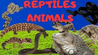 Reptiles Animals || Learn Reptile Animals Name || Animals Sound || Snake | Crocodile || Chameleon