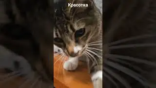 дар
