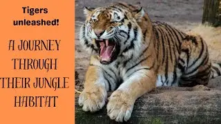Tigers Unleashed  A Journey Through Their jungle habitat.