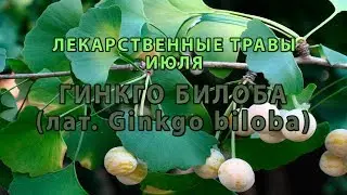Лекарственные растения июля 