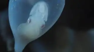 Cuttle inside egg