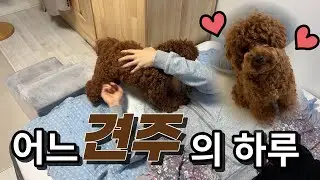 개인기재벌집 막내 강아지