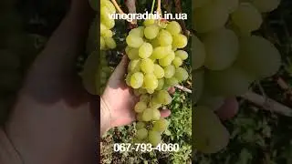 Grapes Lily of the Valley bright floral muscat