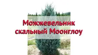 Можжевельник скальный Моонглоу 🌿 Обзор: посадка и уход. саженцы, крупномеры: описание и особенности