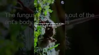 Zombie Ants | The Horrifying Truth About Fungi #shorts #nature