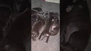 Cane Corso Puppies 2 Days old. All Different Colors
