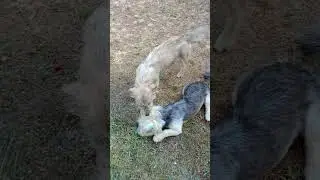 köpük