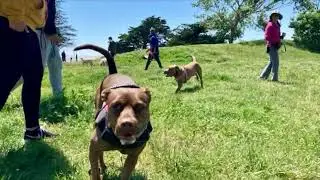 Adopt Duke: Duke’s First Time at Pt Isabel