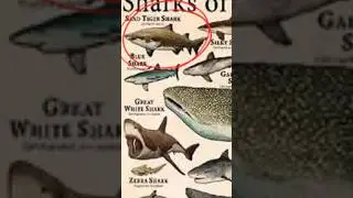 ESSE TUBARÃO METE MEDO 💀😨 #shark #edit #funny #animals