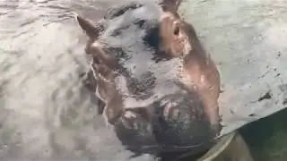 Fiona the Hippo