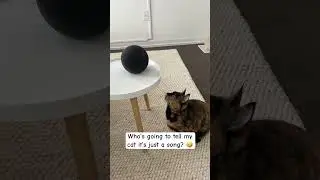 Rumour has it she’s still turning around till this day 🤣 #catshorts #shortsviral #shortsfeed