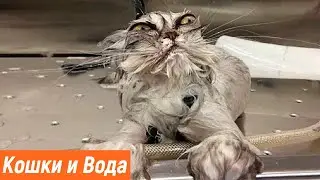 Злые мокрые коты / Кошки и вода / ПРИКОЛЫ С КОТАМИ 2021