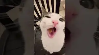 Luna crunch ASMR 