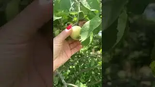 УЖЕ ЯБЛОКИ СОБИРАЕМ ! Белый налив #яблоки #урожай #сад