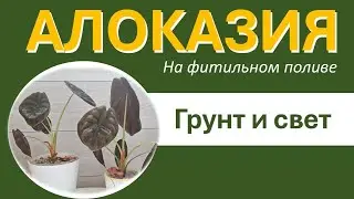 АЛОКАЗИЯ Медная Ред Секрет (Сuprea Red Secret) на фитильном поливе: подходящий грунт и освещение