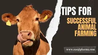 Tips for a Successful Animal Farming| Essential Strategies for Thriving Livestock Farms