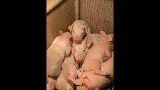 Funniest Lookalike Prank Ever! #PigletFunnyMoments #BestPrankEver...