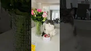 КОТ ДОЖДАЛСЯ ДЕНЬ ЛЮБВИ😮