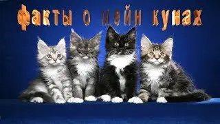 ФАКТЫ О МЕЙН КУНАХ