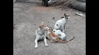 Cats