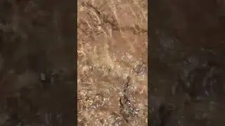 Узбекистан. Дукент сай