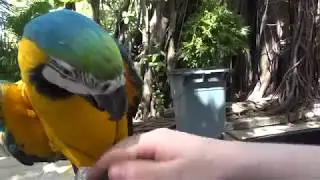 Smart wild parrot ara