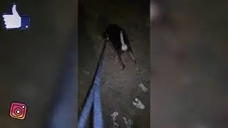 Vlog of Pablo #1 || street dogs reacts on Pablo || night walk vlog ||