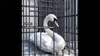 Белый Лебедь.
