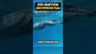 Нашли в Сингапуре странную рыбину