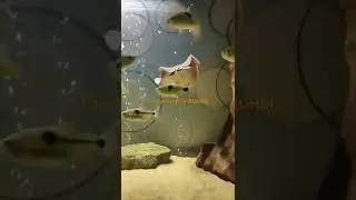 Скат моторо и Экзодон парадоксальный(Needletail Motoro and Exodon paradoxical)