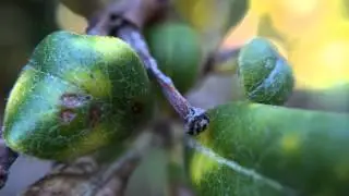 Olloclip 4 in 1 Review
