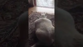 очень толстый кот-охотник #кот #ЮАР #толстый кот