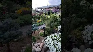 Цветущий сад в начале осени/ Ленинградская область 