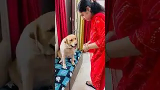 Treat Them🐶 like your family members ❤️ | SourShy | #sourshy #rakshabandhan #rakhi #dog #cute #dogs