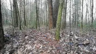 Косуля,охота,приколы,звери,коза
