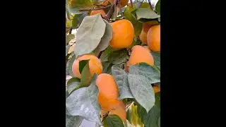 Хурма - кращий врожай